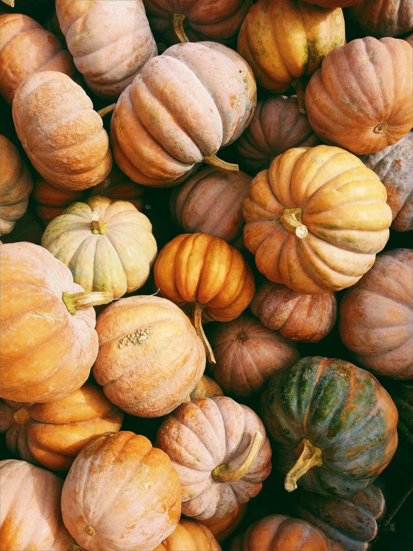 Featured image for “Preserving your Pumpkin this Fall”