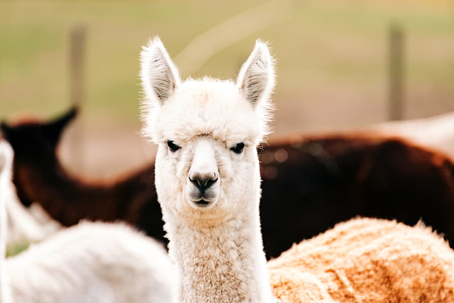 Featured Image for “Alberta Open Farm Days – Year of the Alpaca!”